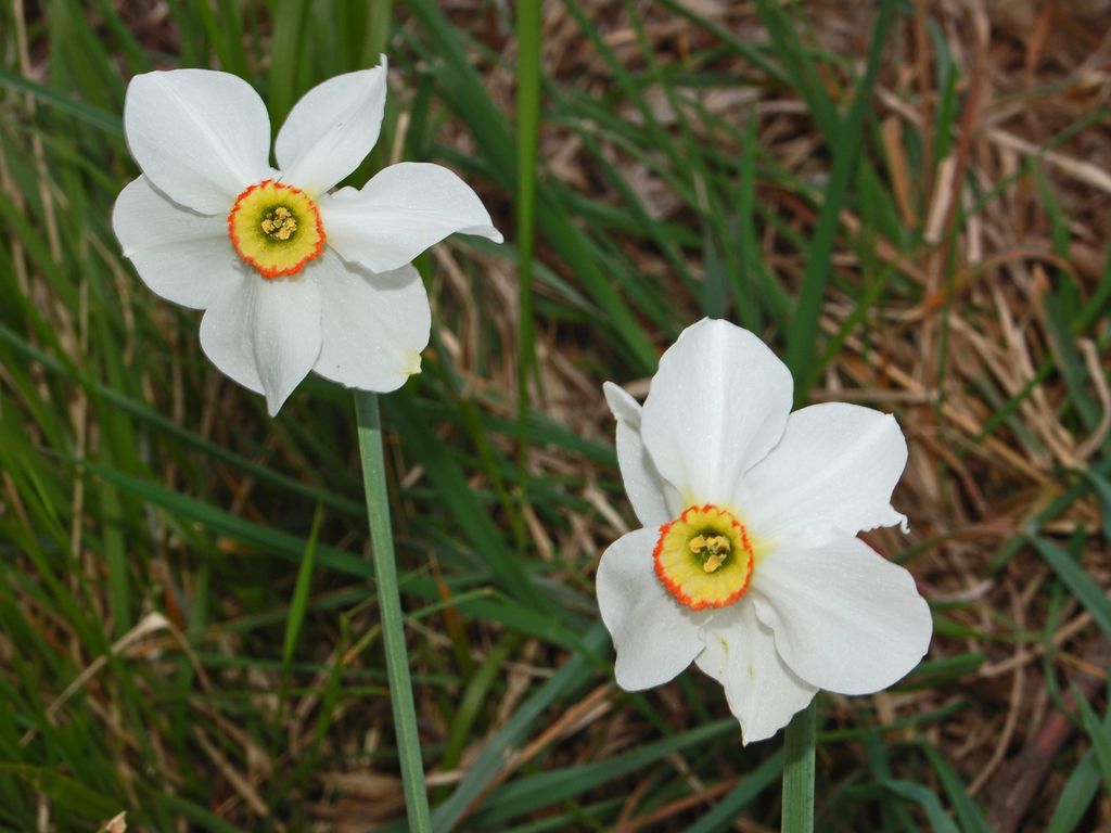 Narcissus poeticus / Narciso selvatico